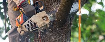 Best Lawn Maintenance Plans  in Stockbridge, GA