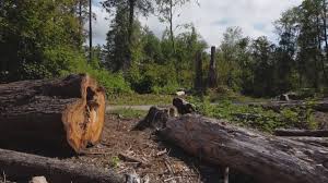 Best Leaf Removal  in Stockbridge, GA