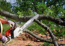 Professional Tree Care in Stockbridge, GA