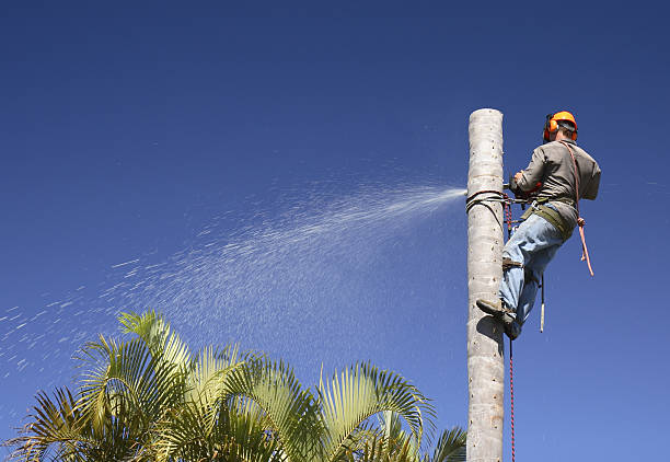 Best Leaf Removal  in Stockbridge, GA