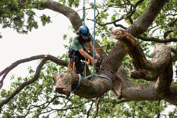 Best Stump Grinding and Removal  in Stockbridge, GA