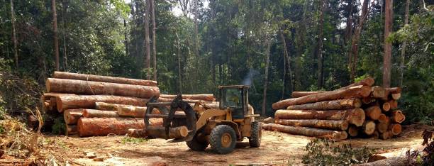Best Hazardous Tree Removal  in Stockbridge, GA