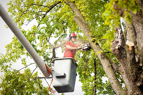 Best Tree Cabling and Bracing  in Stockbridge, GA