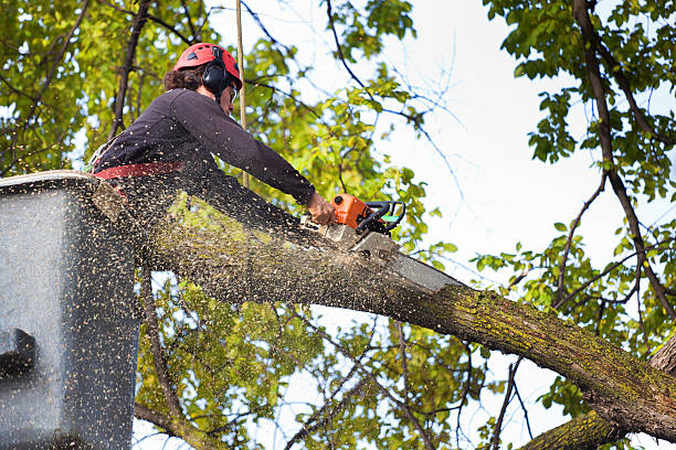 Best Palm Tree Trimming  in Stockbridge, GA